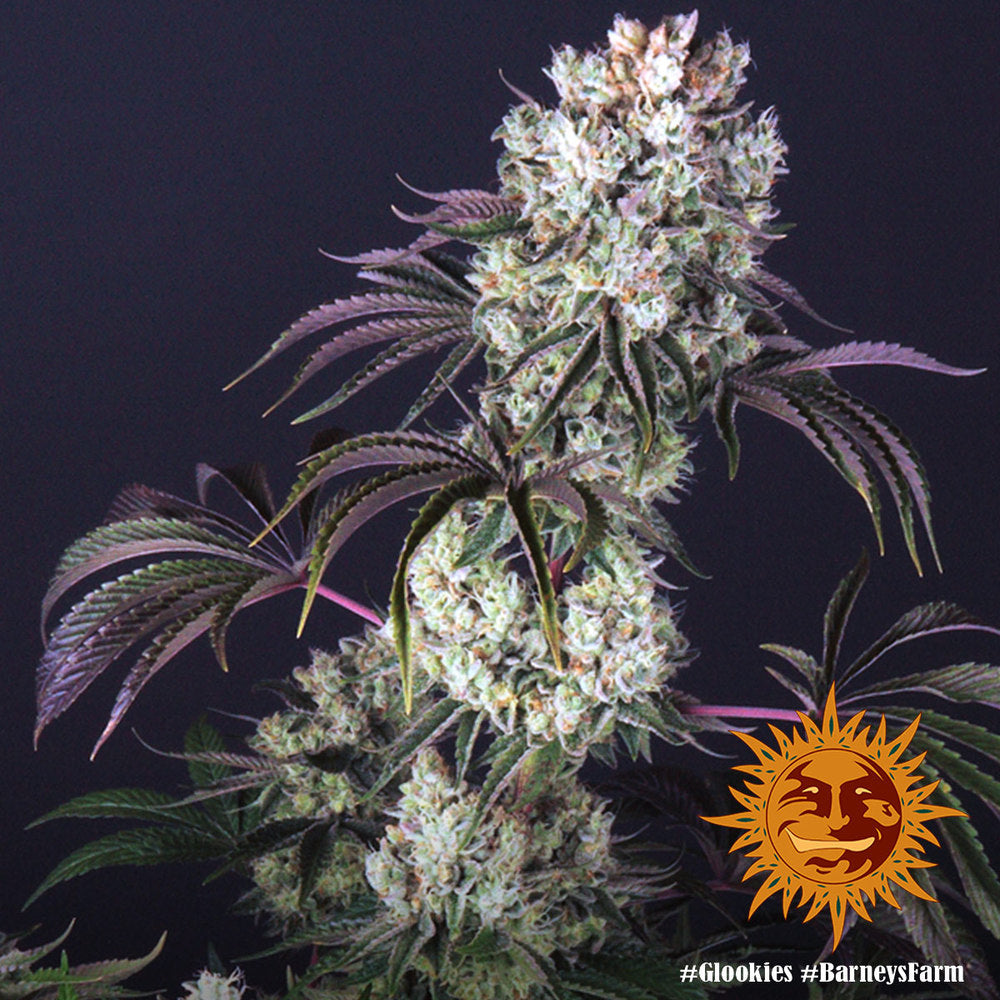 Glookies Feminised Seeds – Barney's Farm | Highdelberg Seeds