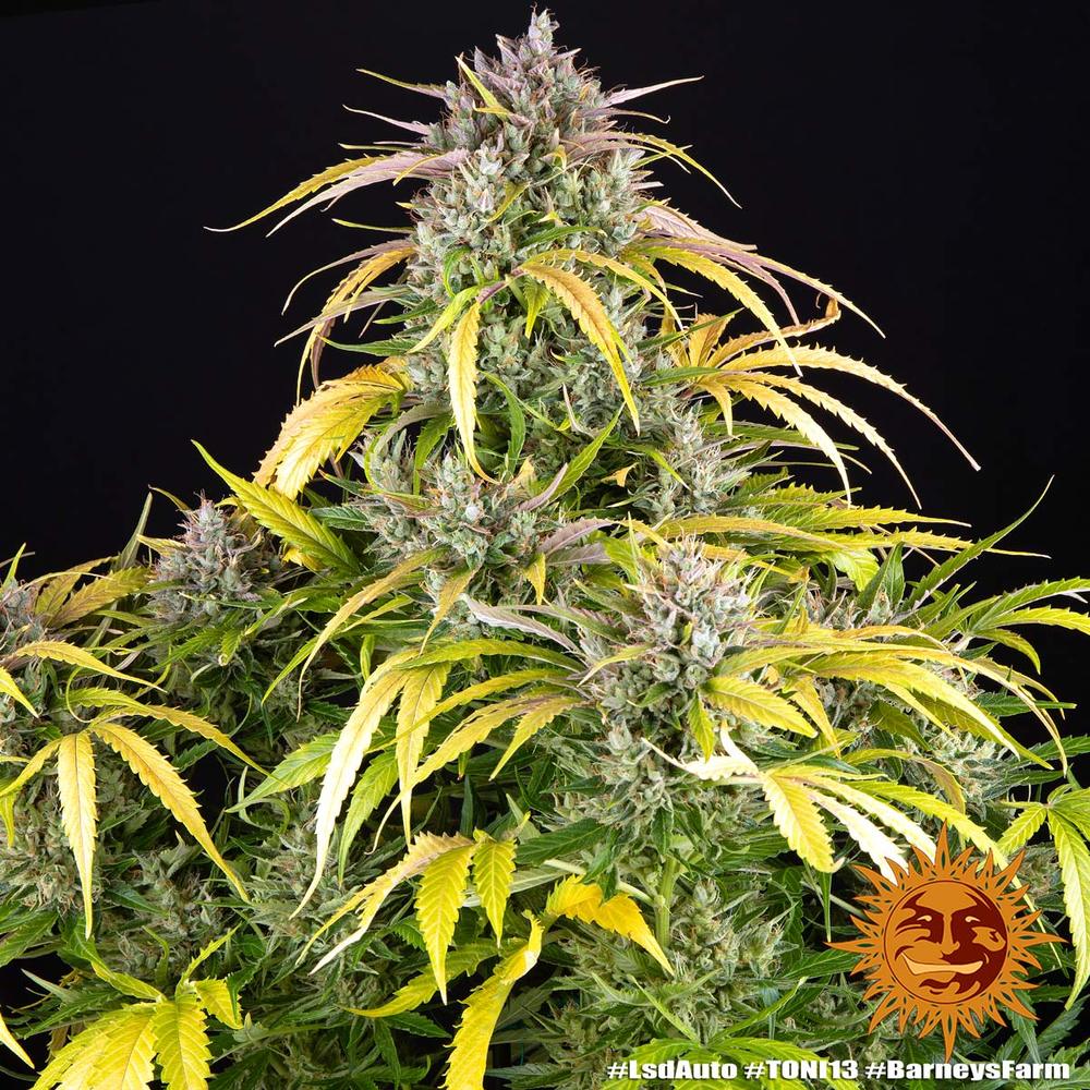 LSD Auto Feminised Seeds – Barney's Farm | Highdelberg Seeds