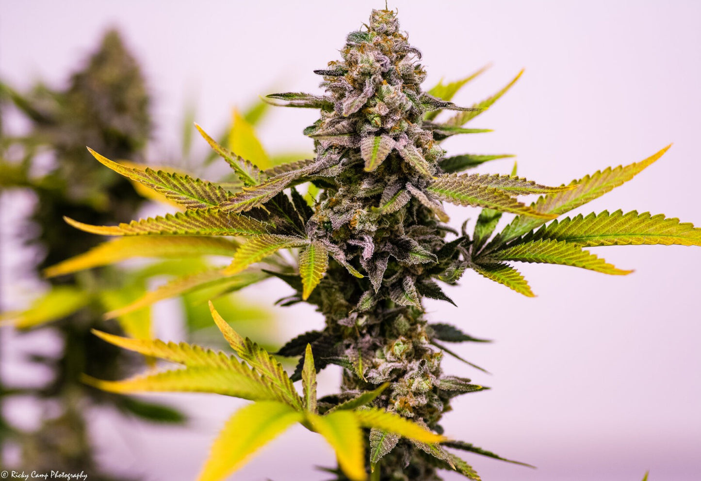 Cinderella 99 Regular Regular Samen – Brothers Grimm Seeds – Brothers Grimm Seeds | Highdelberg Seeds