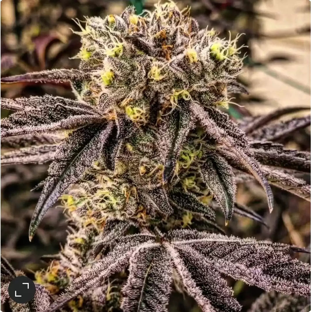 M.C. Nuggets R1 – Feminisiert Cannabis Samen von Ethos Genetics – Sammlerobjekt bei Highdelberg Seeds