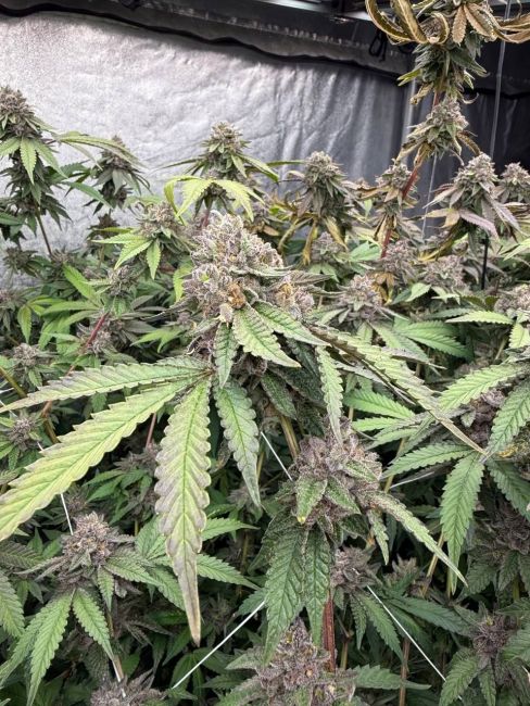 Biscotti Gelato Fem Samen — Fast Buds Samen Sammlerobjekt — Ansicht 3