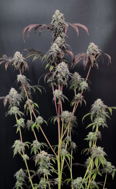 Garlic Mint Sherbet Fem Samen — Fast Buds Samen Sammlerobjekt — Ansicht 2