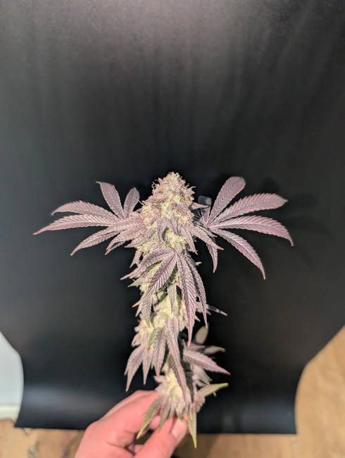 Garlic Mint Sherbet Fem Samen — Fast Buds Samen Sammlerobjekt — Ansicht 5