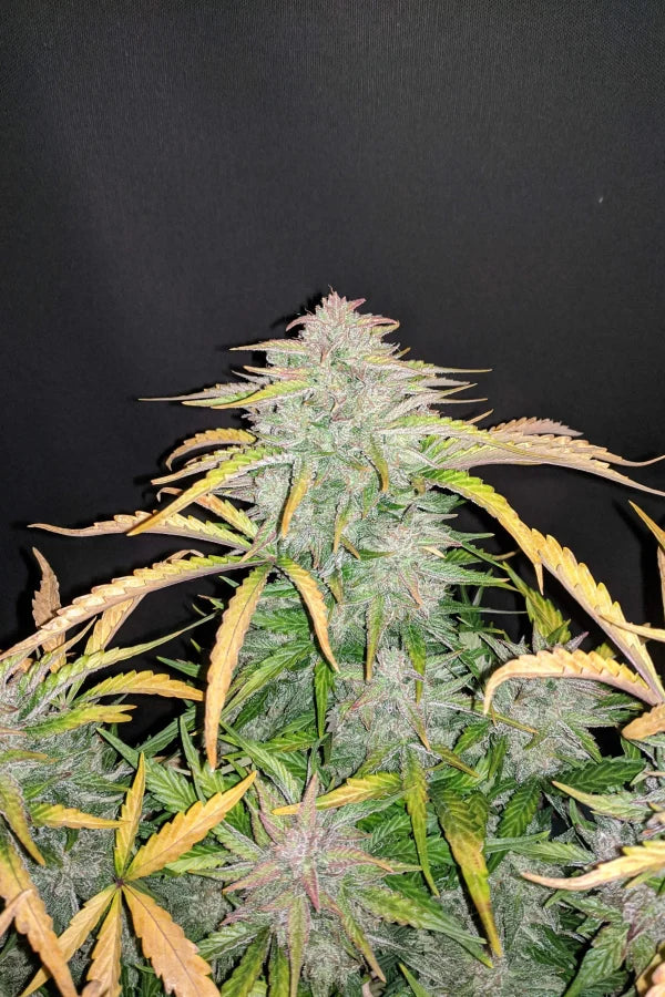 CBD 20:1 Auto Feminised Seeds – Fast Buds | Highdelberg Seeds