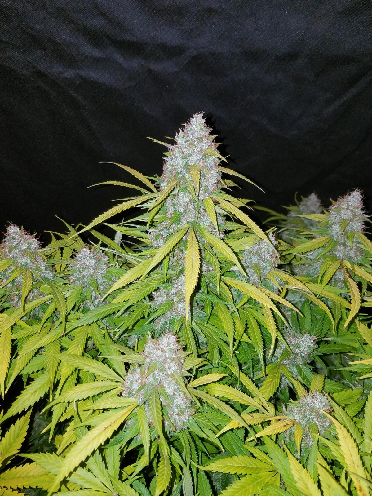 Californian Snow Auto Feminised Seeds – Fast Buds | Highdelberg Seeds