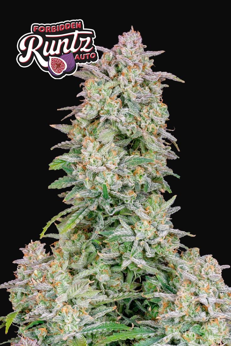 Forbidden Runtz Auto Feminised Seeds – Fast Buds | Highdelberg Seeds