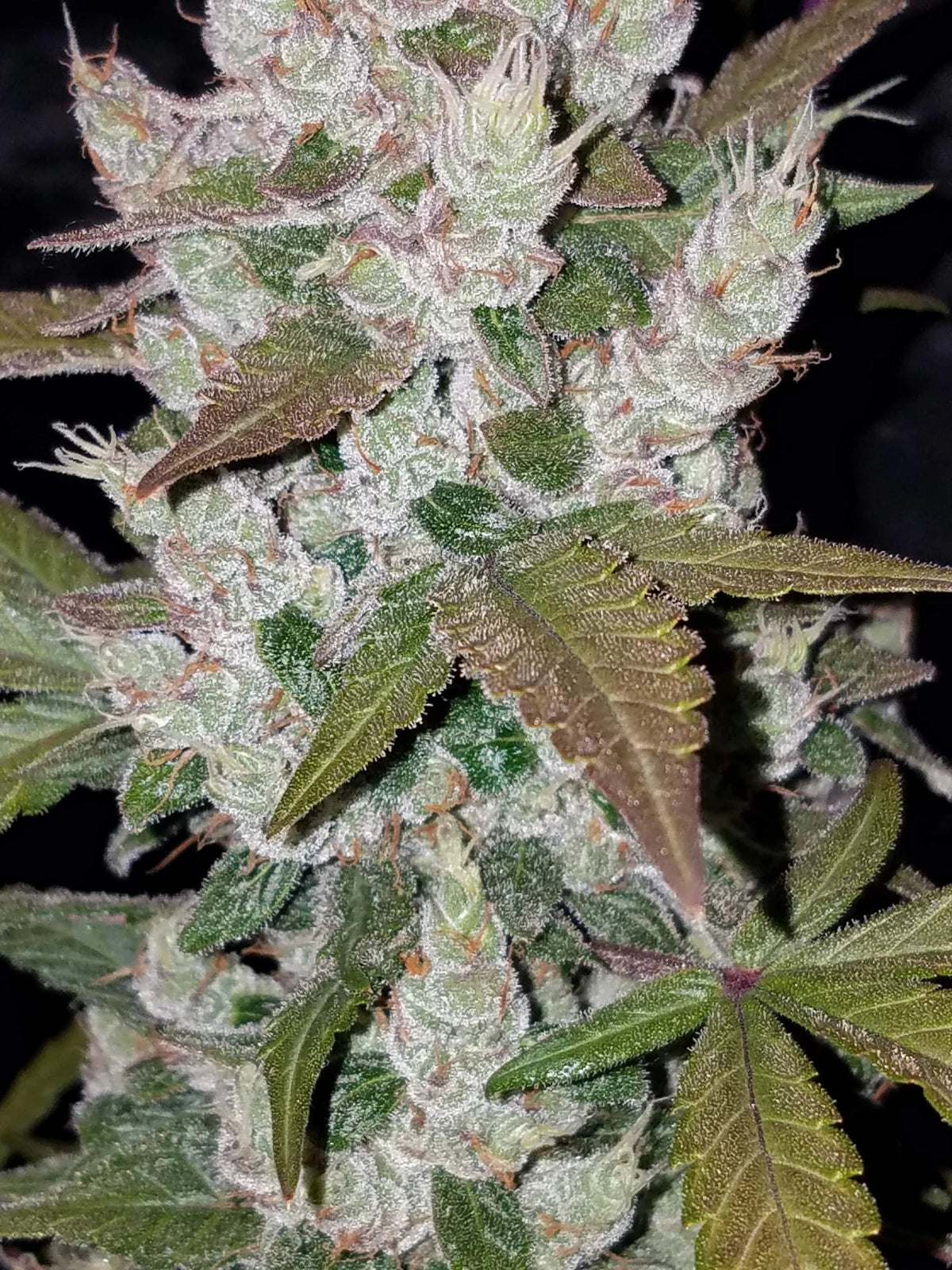 Girl Scout Cookies Auto Feminised Seeds – Fast Buds | Highdelberg Seeds