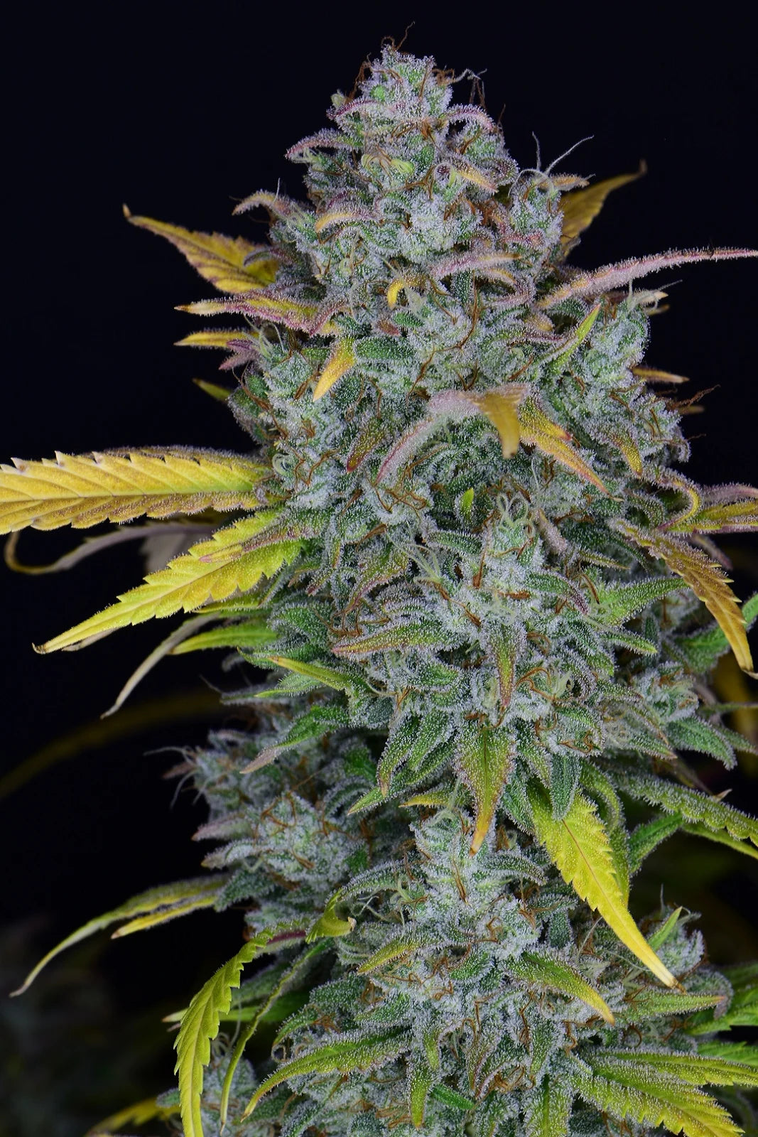 Gelato Auto Feminised Seeds – Fast Buds | Highdelberg Seeds