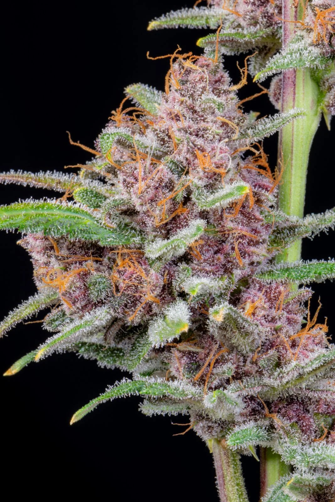Gorilla Punch Auto Feminised Seeds – Fast Buds | Highdelberg Seeds