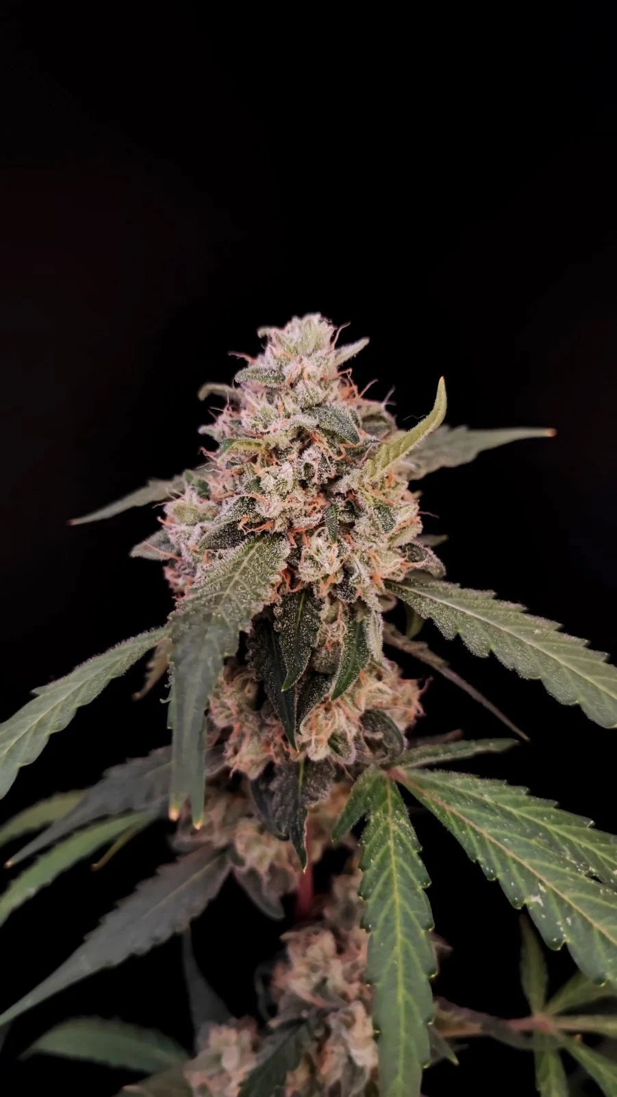 Original Auto AK Feminised Seeds – Fast Buds | Highdelberg Seeds