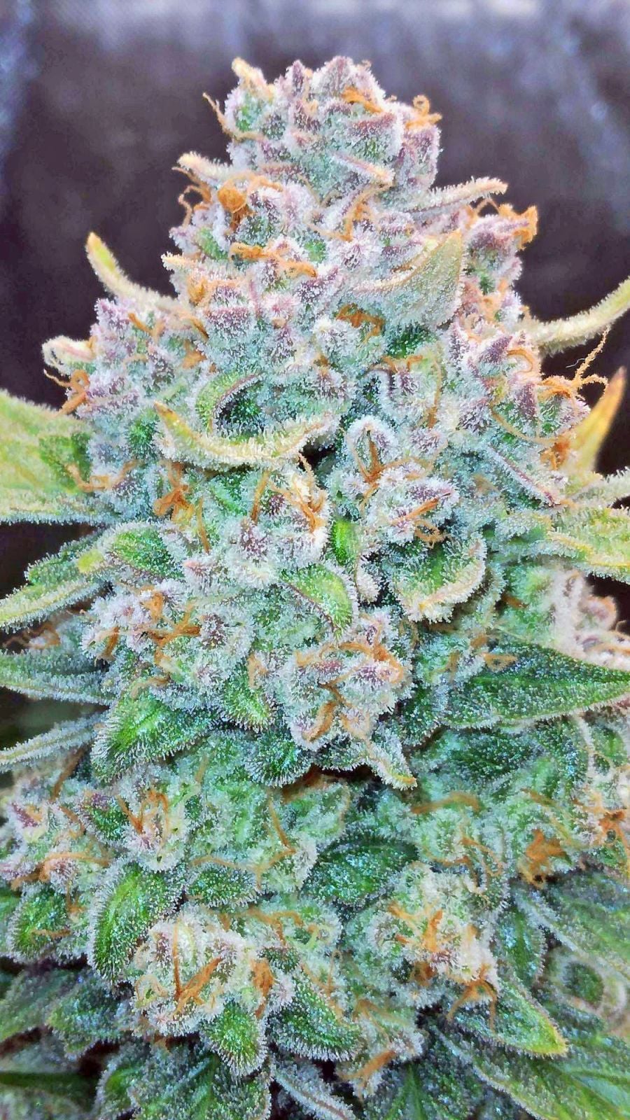 Papaya Cookies Auto Feminised Seeds – Fast Buds | Highdelberg Seeds