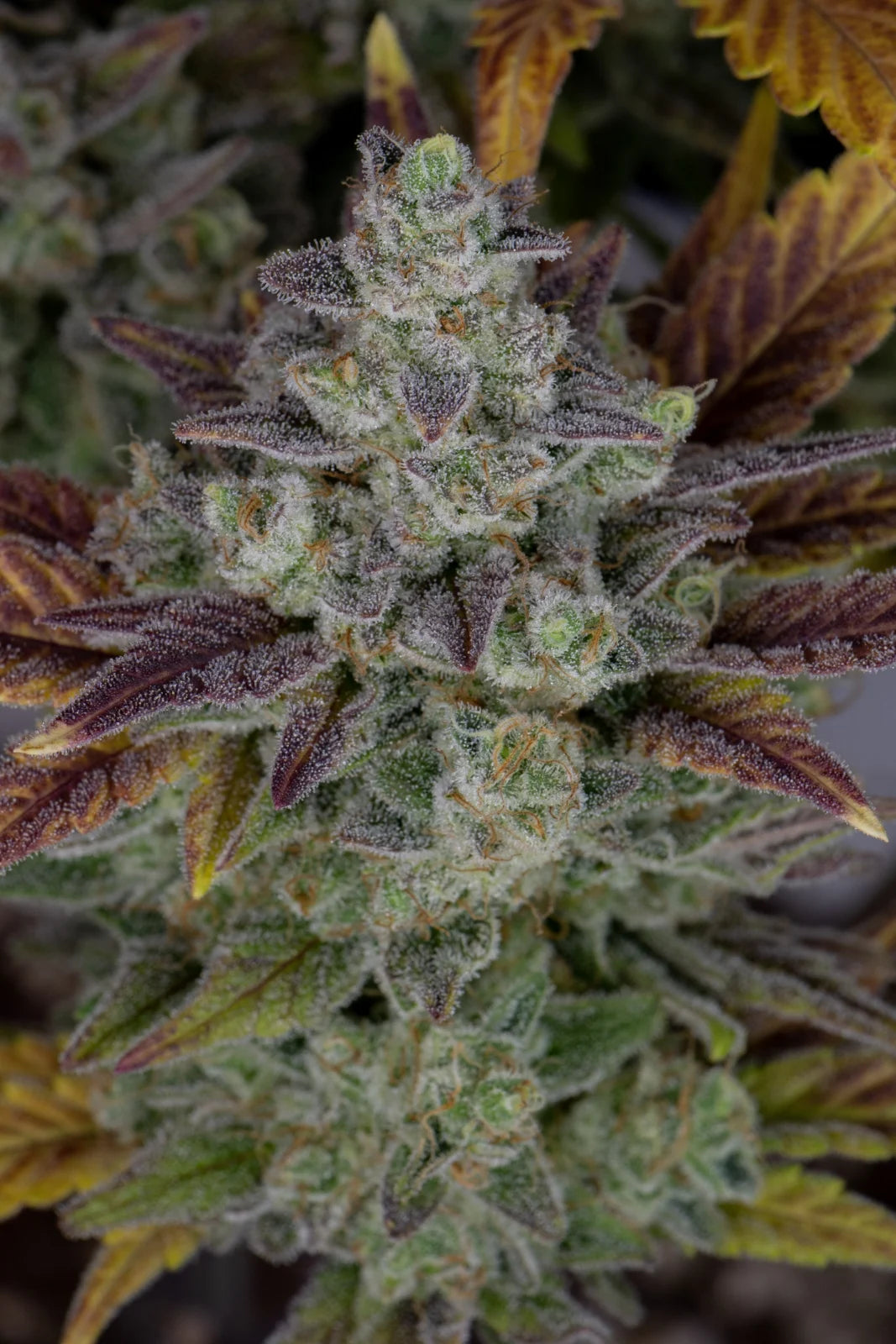 Gorilla Cookies Auto Feminised Seeds – Fast Buds | Highdelberg Seeds