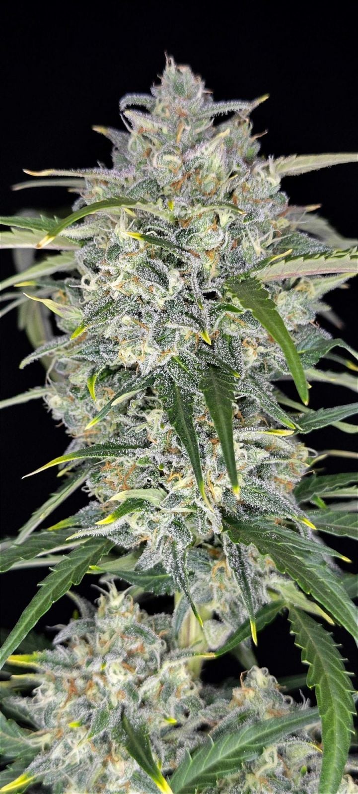 Sour Jealousy Auto Feminised Seeds – Fast Buds | Highdelberg Seeds