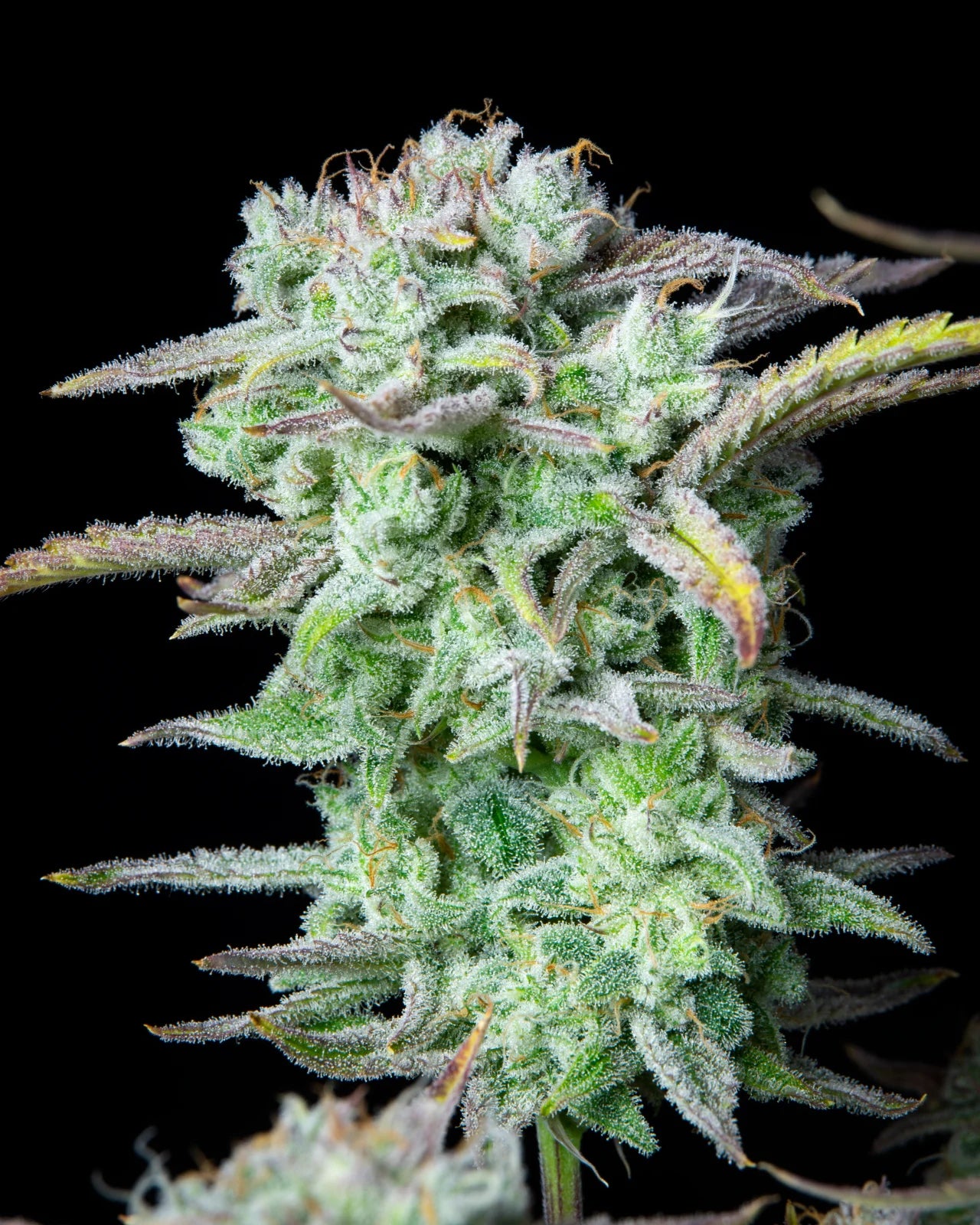 Strawberry Banana Auto Feminised Seeds – Fast Buds | Highdelberg Seeds