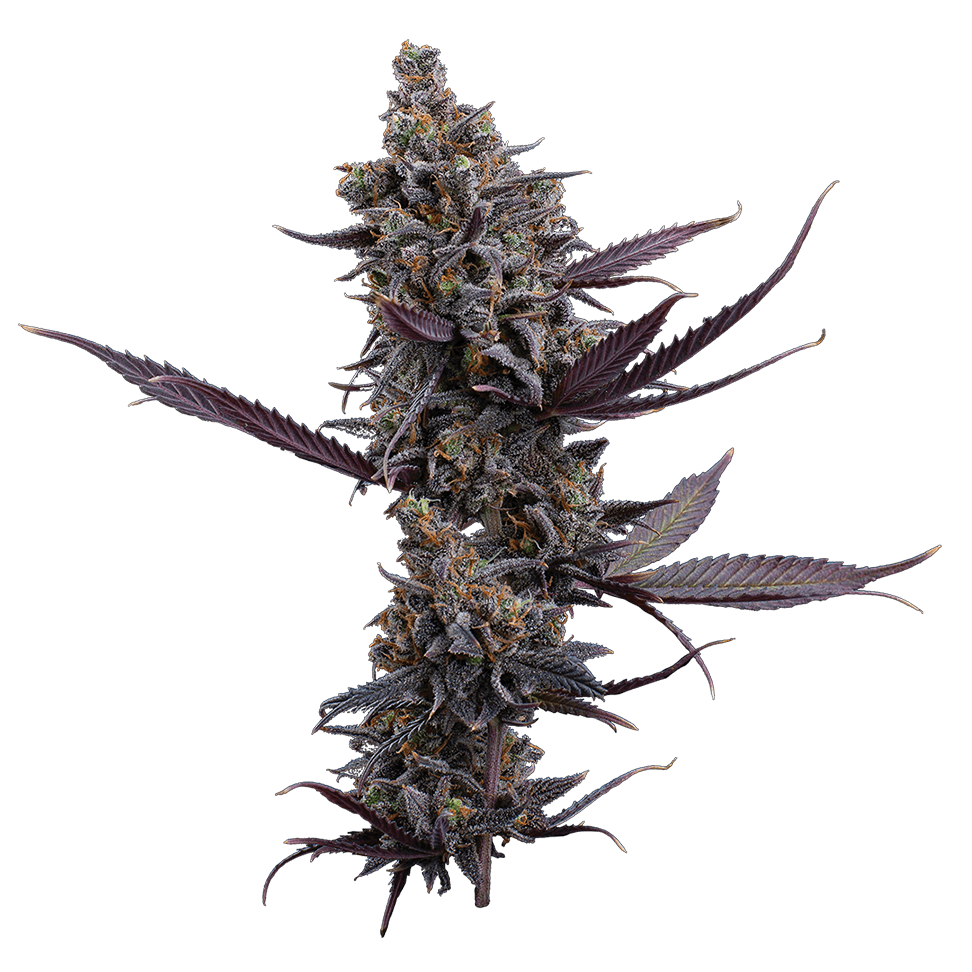 Cinderella Pineapple Feminisierte Samen – Brothers Grimm Seeds – Brothers Grimm Seeds | Highdelberg Seeds