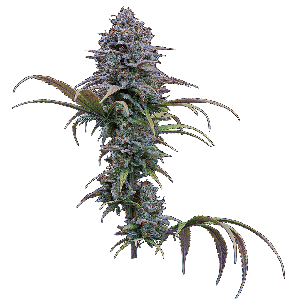 Grimm Glue Feminisierte Samen – Brothers Grimm Seeds – Brothers Grimm Seeds | Highdelberg Seeds