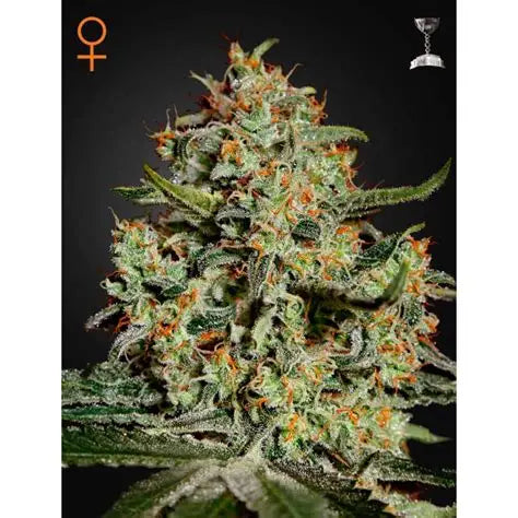 Big Bang Feminised Seeds – Greenhouse Seed Co. | Highdelberg Seeds