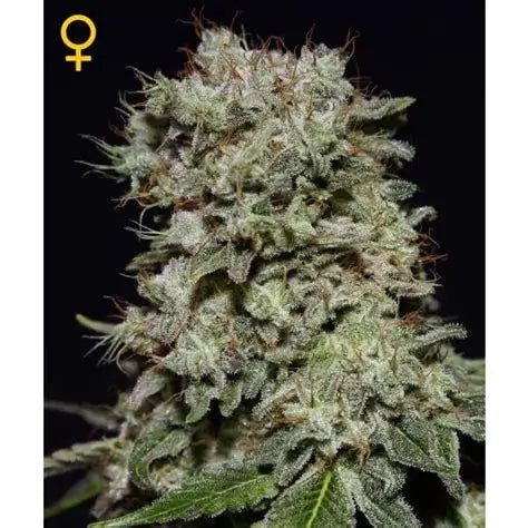 Kalashnikova Feminised Seeds – Greenhouse Seed Co. | Highdelberg Seeds