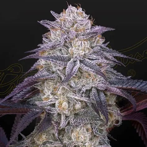 King's Juice Auto Feminised Seeds – Greenhouse Seed Co. | Highdelberg Seeds