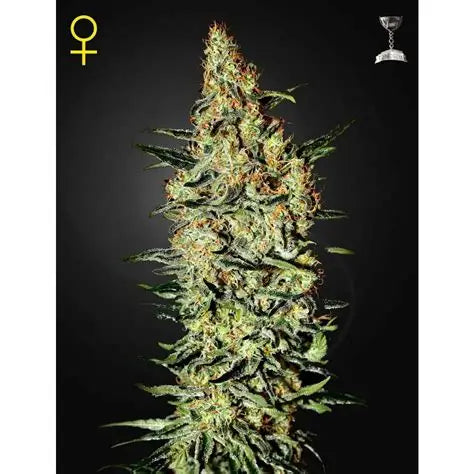 Neville's Haze Feminised Seeds – Greenhouse Seed Co. | Highdelberg Seeds