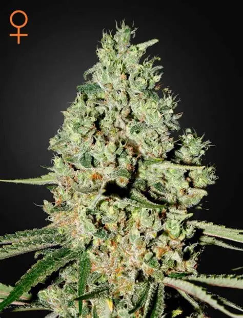 Super Critical Feminised Seeds – Greenhouse Seed Co. | Highdelberg Seeds
