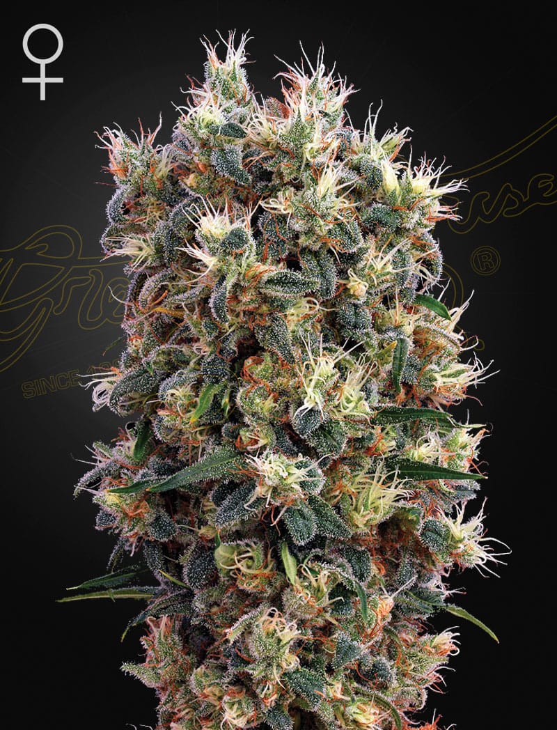 The Church Feminised Seeds – Greenhouse Seed Co. | Highdelberg Seeds
