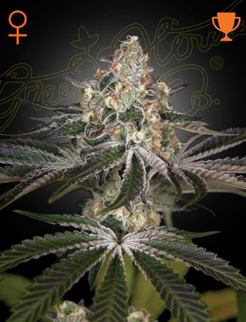 White Widow Feminised Seeds – Greenhouse Seed Co. | Highdelberg Seeds