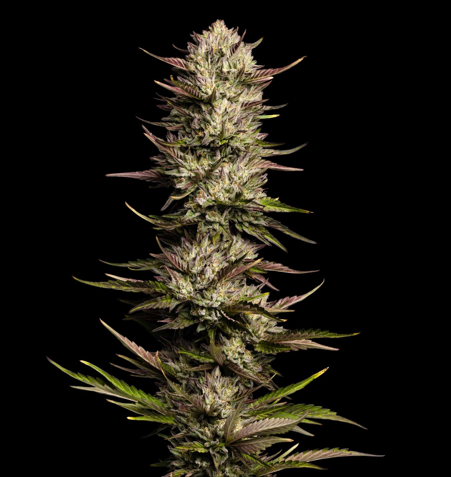 California Octane Feminised Seeds – Humboldt Seed Co. | Highdelberg Seeds