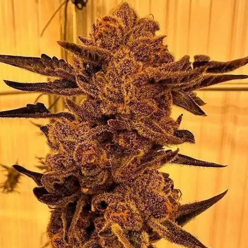 Black Cherry Flambe – Feminisiert Cannabis Samen von In House Genetics – Sammlerobjekt bei Highdelberg Seeds
