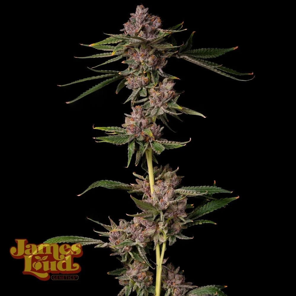Triangle Lemon Cherry Genetics kaufen – Feminisiert Cannabis Samen von James Loud Genetics – Sammlerobjekt bei Highdelberg Seeds