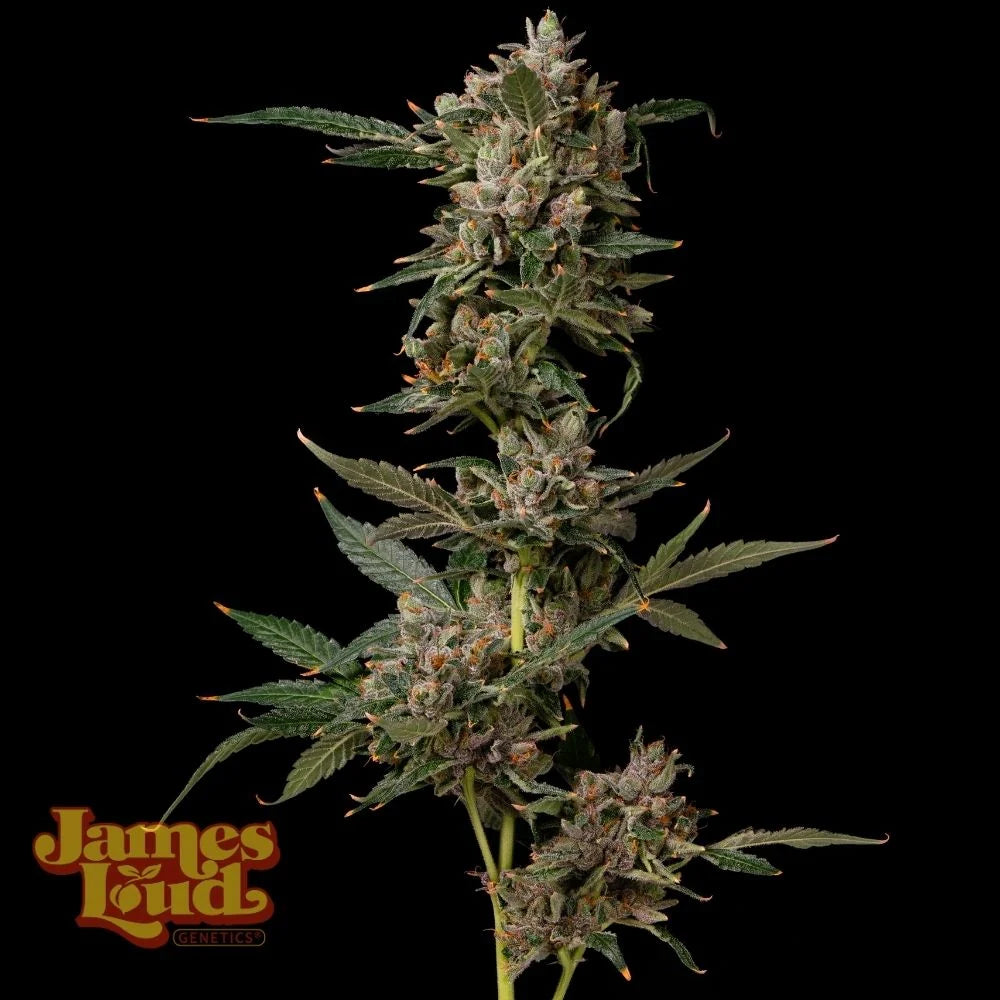 Petrol Pop Genetics – Feminisiert Cannabis Samen von James Loud Genetics – Sammlerobjekt bei Highdelberg Seeds