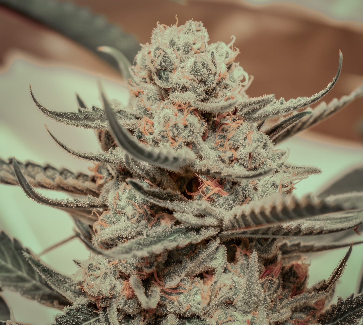 Killer Queen Feminisierte Samen – Brothers Grimm Seeds – Brothers Grimm Seeds | Highdelberg Seeds