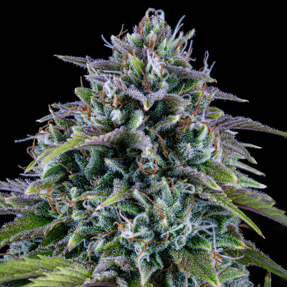 24 Carat Auto Feminised Seeds – Mephisto Genetics | Highdelberg Seeds