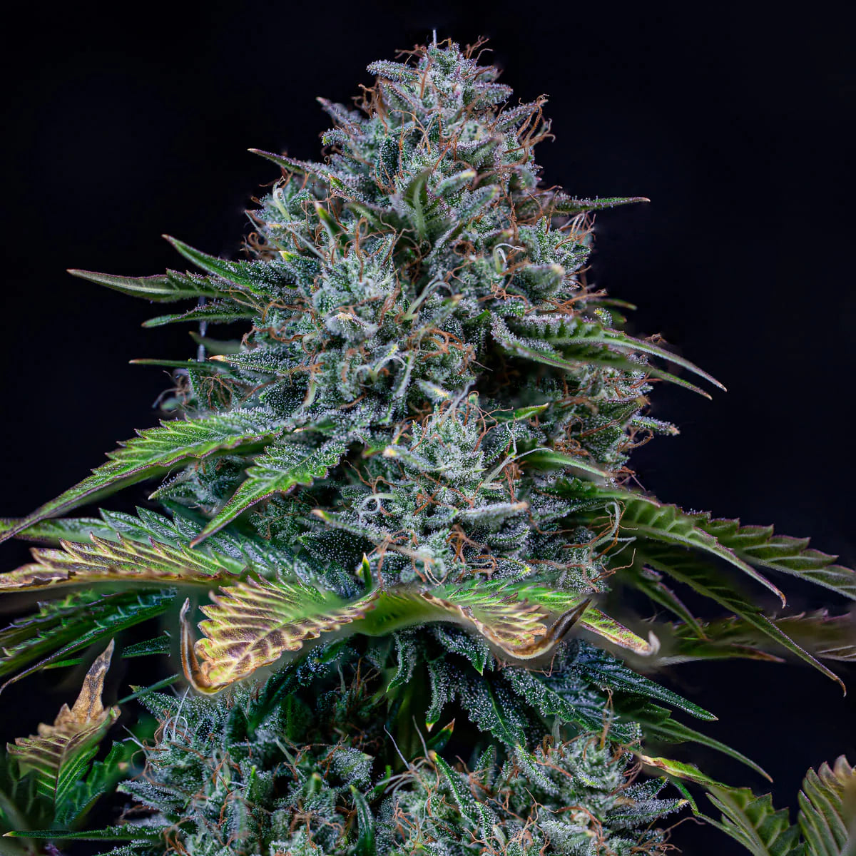 Creme de la Chem Auto Feminised Seeds – Mephisto Genetics | Highdelberg Seeds