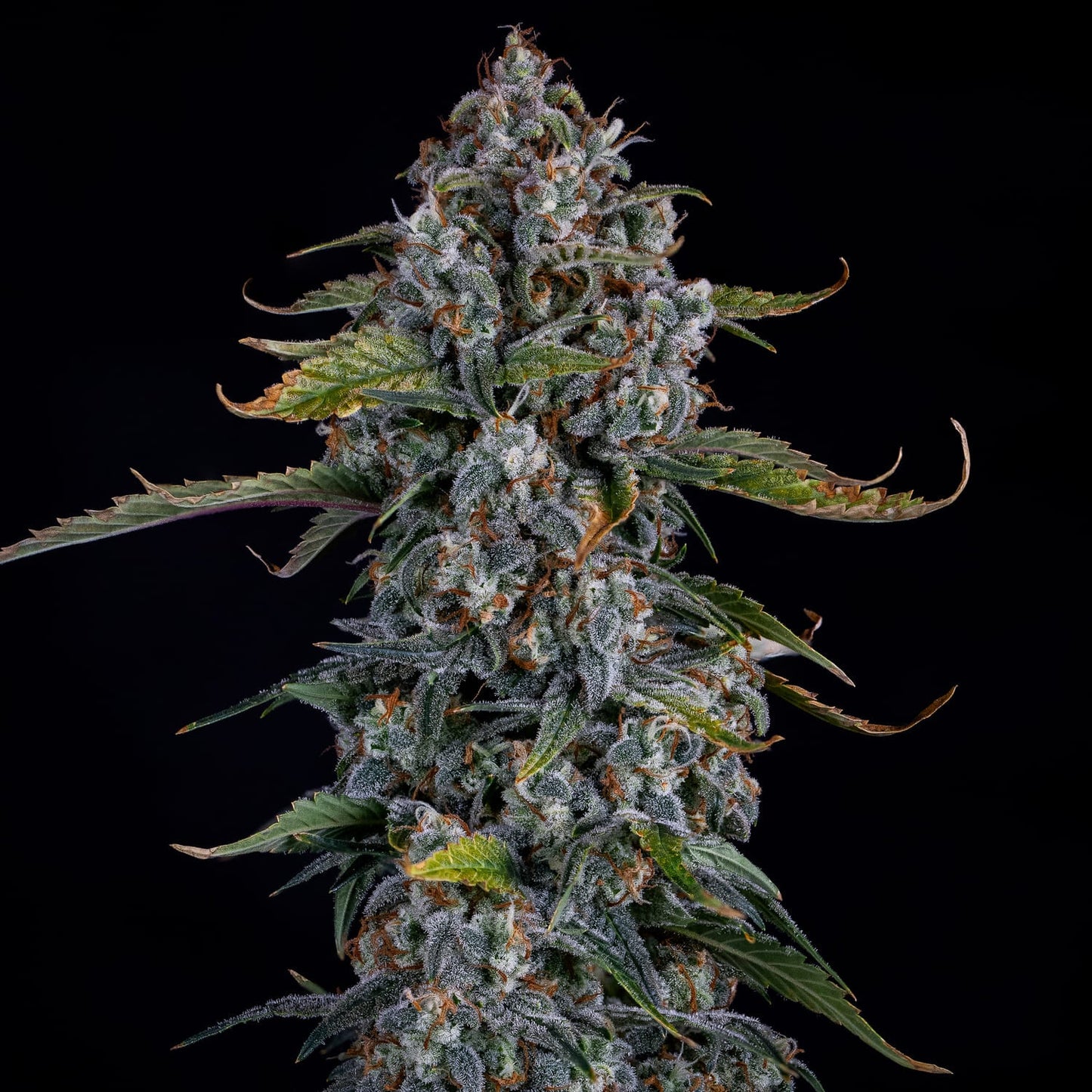 Forum Stomper Auto Feminised Seeds – Mephisto Genetics | Highdelberg Seeds