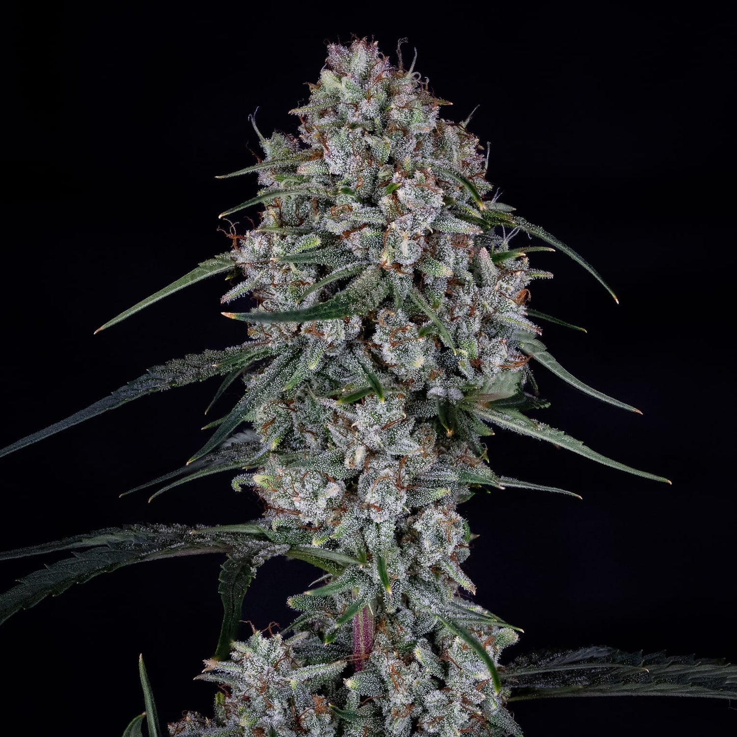 Skywalker Auto Feminised Seeds – Mephisto Genetics | Highdelberg Seeds