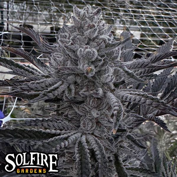 Butter Balm — Solfire Gardens Samen Sammlerobjekt
