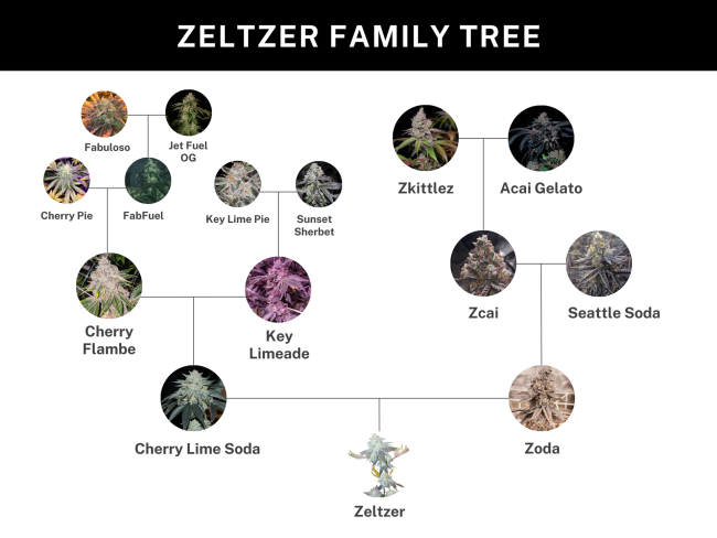 Zeltzer — Umami Seed Co. Samen Sammlerobjekt