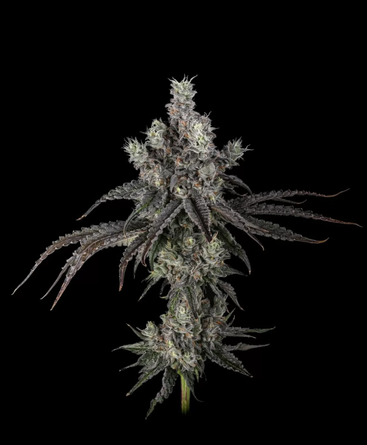Zoda BX1 — Umami Seed Co. Samen Sammlerobjekt