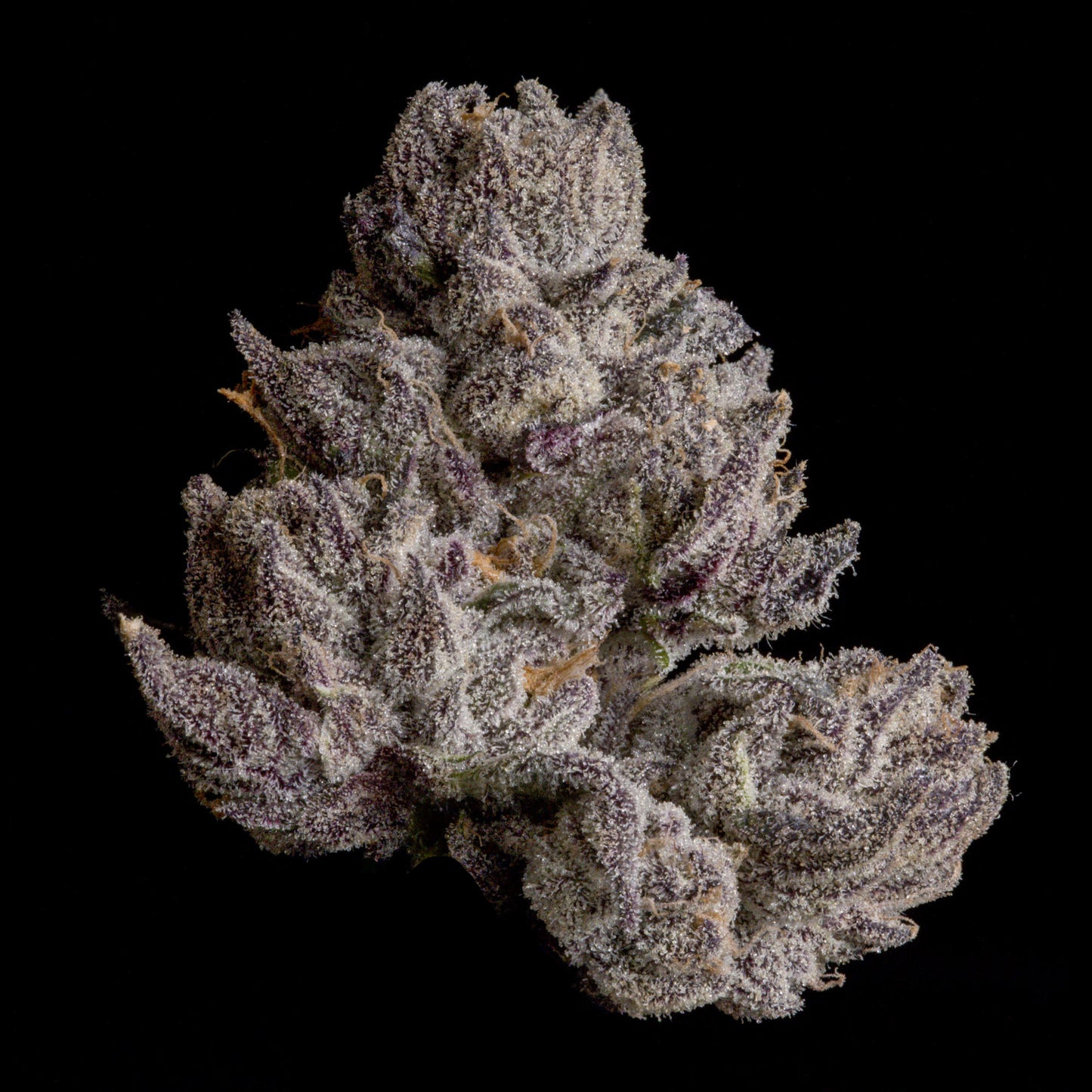 Cauldron – Wizard Trees Genetics | Feminisierte Cannabis Samen
