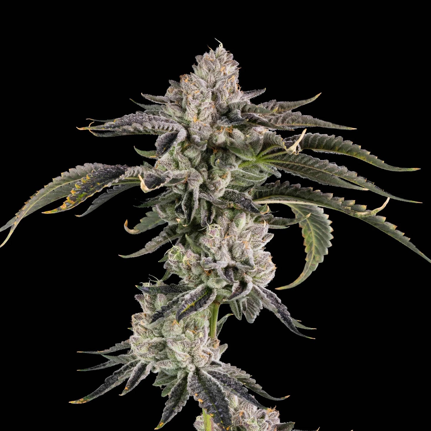 Gridlock – Wizard Trees Genetics | Feminisierte Cannabis Samen