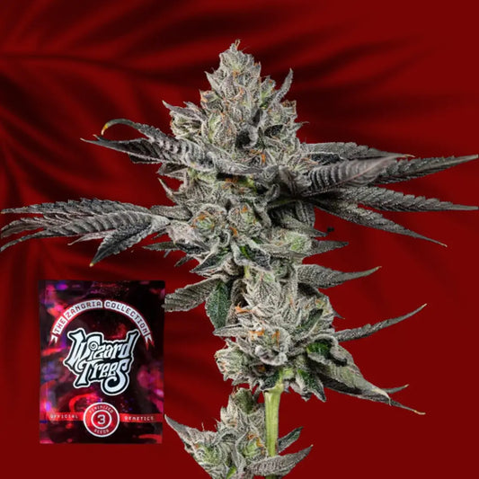 Gridlock – Wizard Trees Genetics | Feminisierte Cannabis Samen