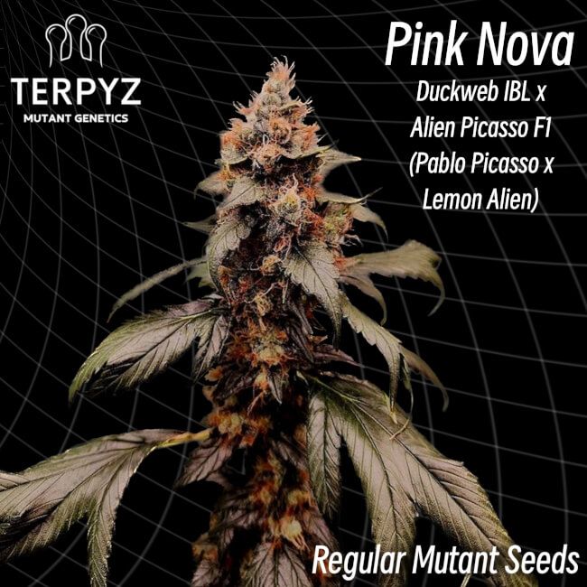 Pink Nova Regelmäßig Saatgut – TerpyZ Mutant Genetics Samen als Sammlerobjekt – Highdelberg Seeds Heidelberg (18+)