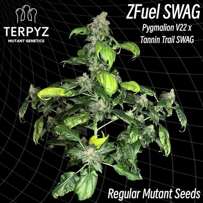 Zfuel Swag Regelmäßig Saatgut – TerpyZ Mutant Genetics Samen als Sammlerobjekt – Highdelberg Seeds Heidelberg (18+)