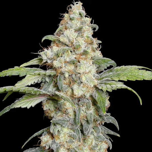 Zitro Feminisiert Saatgut – TerpyZ Mutant Genetics Samen als Sammlerobjekt – Highdelberg Seeds Heidelberg (18+)