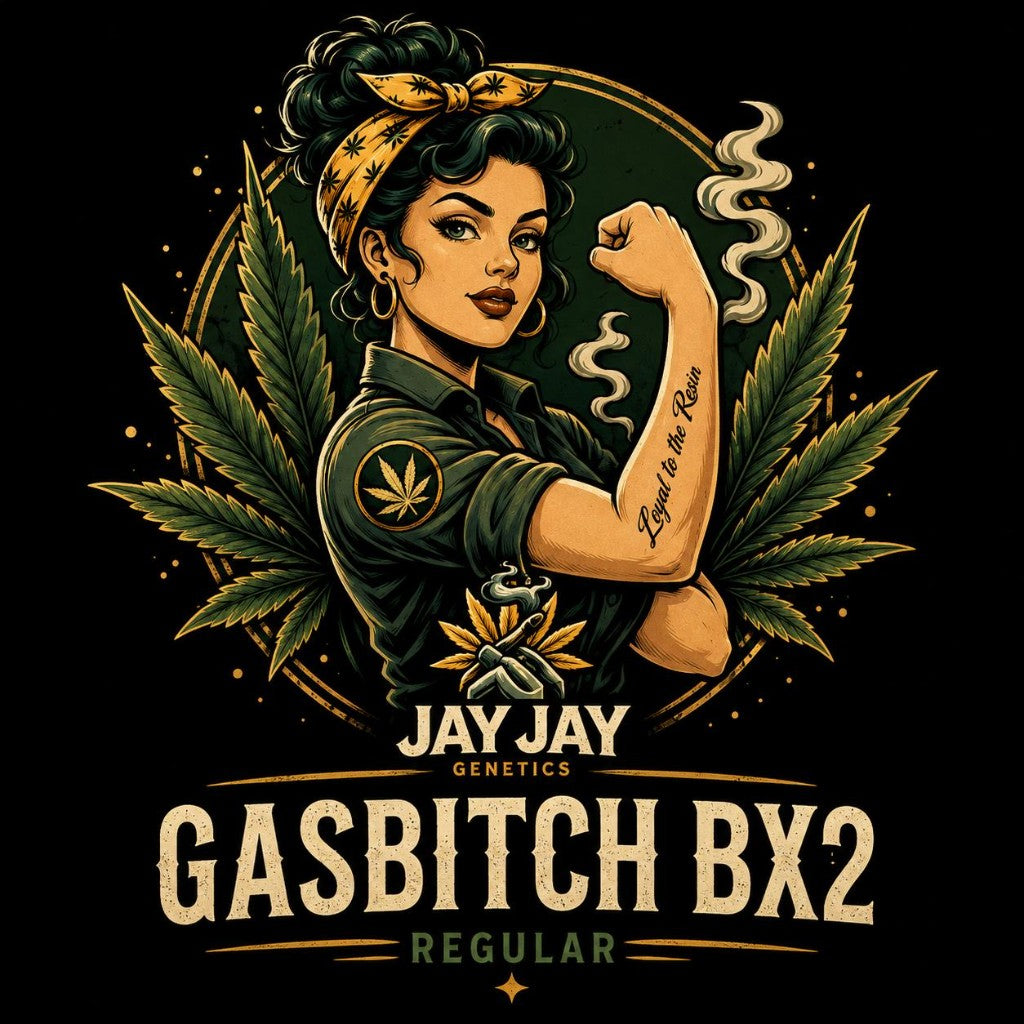 Gaspech BX2 — Jay Jay Genetics | Regular Samen Sammlerobjekt