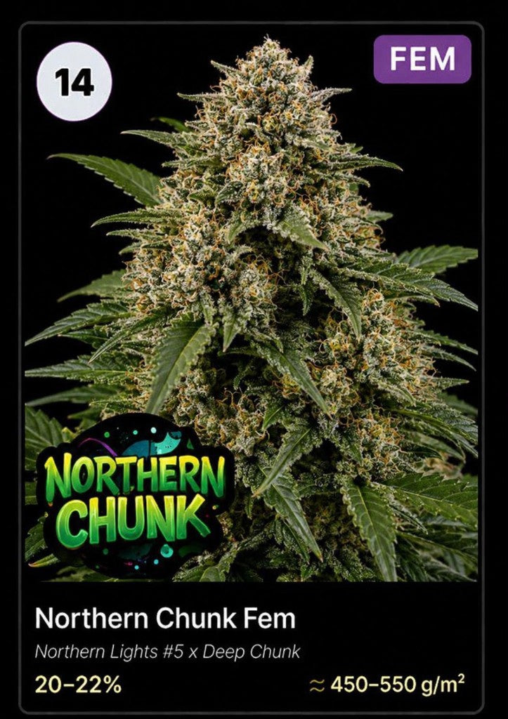 Northern Chunk von Holy Jeremaiah Genetics