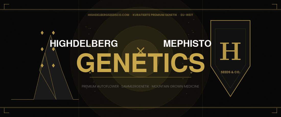 Highdelberg Seeds Heidelberg x Mephisto Genetics — Premium Autoflower Sammlergenetik kaufen Deutschland