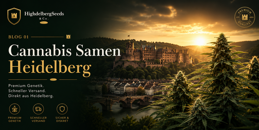 Cannabis Samen kaufen in Heidelberg