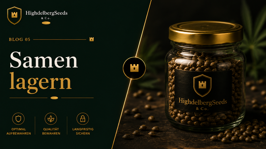 Cannabis Samen lagern — so bleiben Sammlerstücke jahrelang in Topzustand